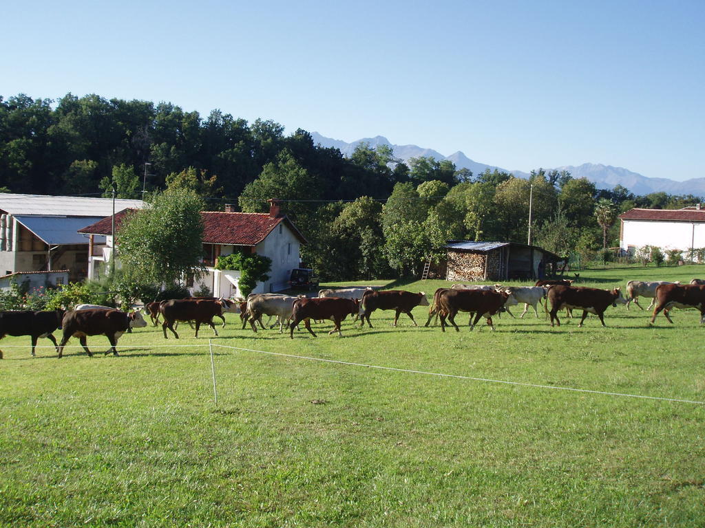La Pepanella Bed and Breakfast Magnano  Eksteriør billede